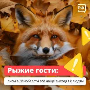 Лисы всё чаще появляются рядом с людьми: их можно заметить у дорог, на дачных участках и даже в населённых пунктах.