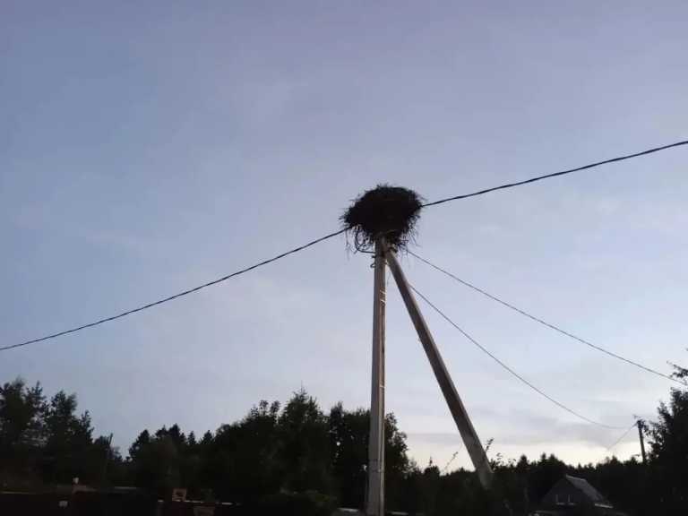 В Ленинградской области спасли аиста с поврежденной лапой