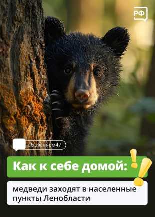 В Ленинградской области медведи выходят к людям в поисках пропитания перед зимней спячкой