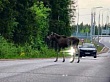 Водителям стоит быть особенно внимательными 