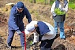 Ленинградская область приумножает леса