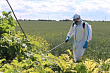 Ленинградская область усиливает координацию служб в борьбе с борщевиком 
